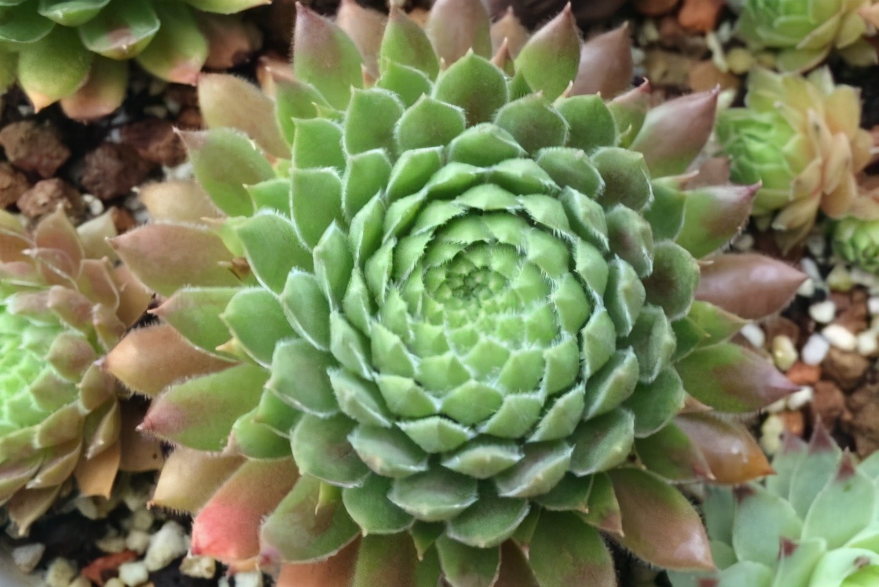 牡丹叶好看的品种,牡丹多肉植物大全