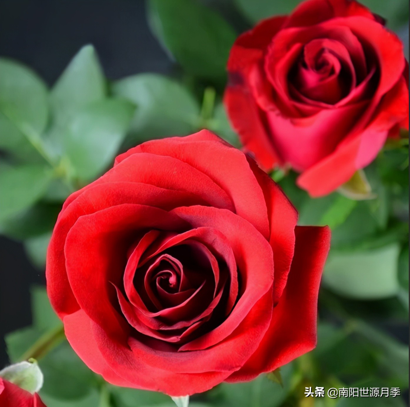 送你100朵玫瑰花,玫瑰花送谁都浪漫唯独送你不一样