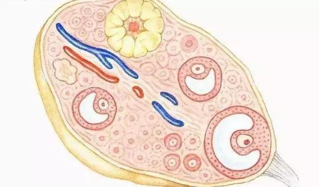 卵巢早衰，人易老！这5种表现都在告诉你：不保护就老了