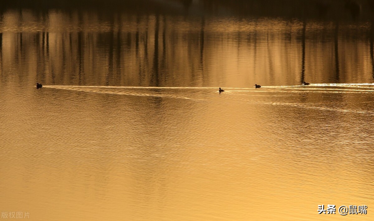 世说新语二则的译文,世说新语王子敬译文