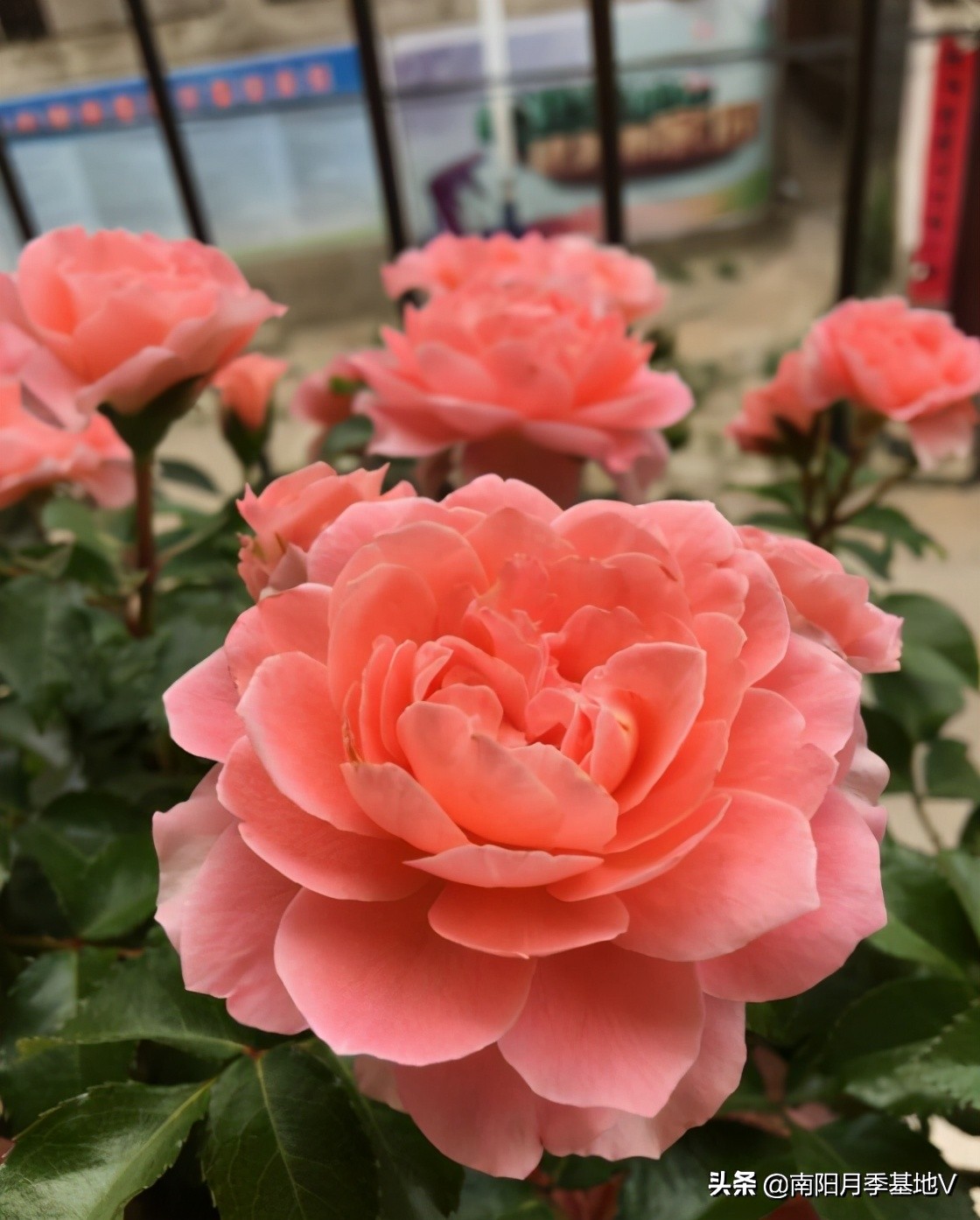 香气大的月季品种大全图片,月季十种好闻的香味