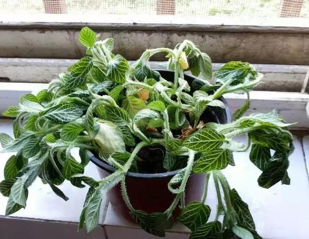 花草叶子干枯蔫了怎么回事,花缺水叶子都蔫了多久能恢复