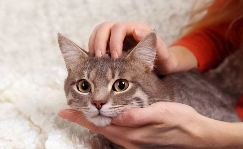 家养猫长寿的秘诀,养猫秘诀