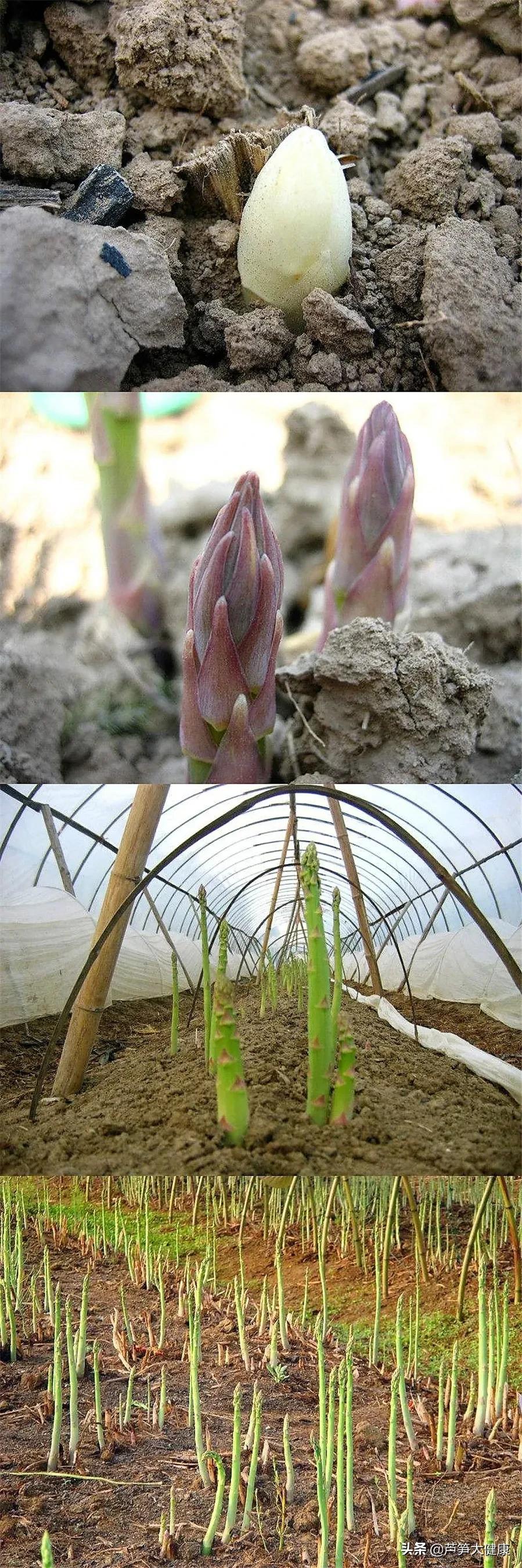 蔬菜之王芦笋在春天吃最应景,芦笋蔬菜