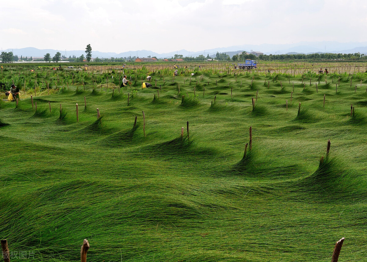 蔺草，你可能没听说过但多半用过，没有蔺草的夏天很难熬