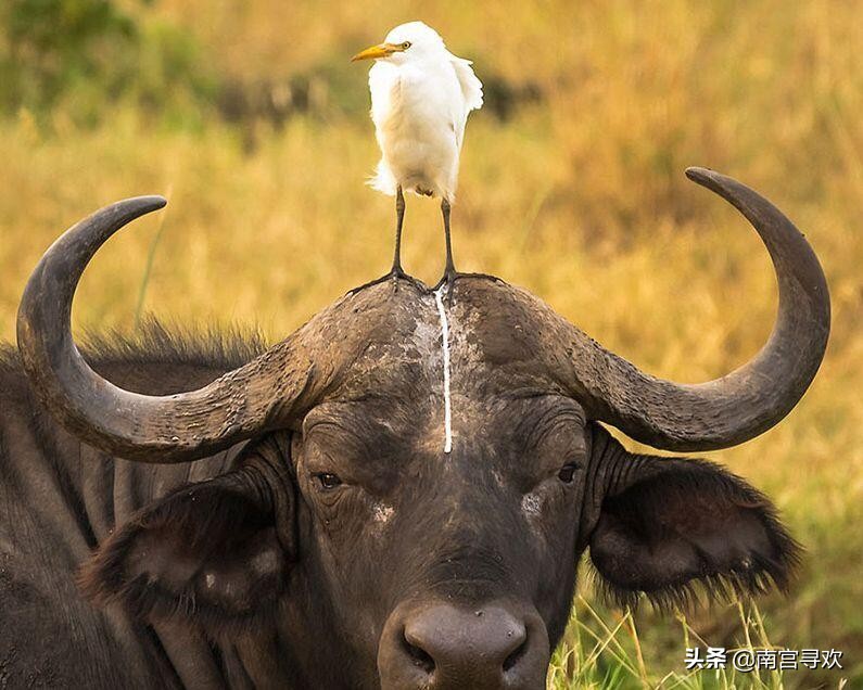 2020全新搞笑语录：愿得一人心，免得老相亲