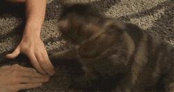 猫猫为什么总把脚放我脸上,为什么猫猫喜欢把头埋在臂弯