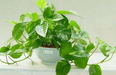 绿萝有顽强的生命力非常好养护,绿萝怎样才能四季常青