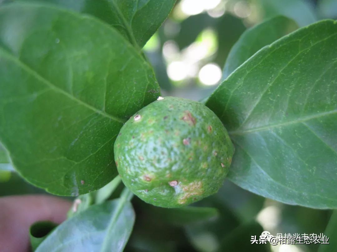 缺氮缺磷缺钾的表现,缺氮缺磷缺钾会怎么样