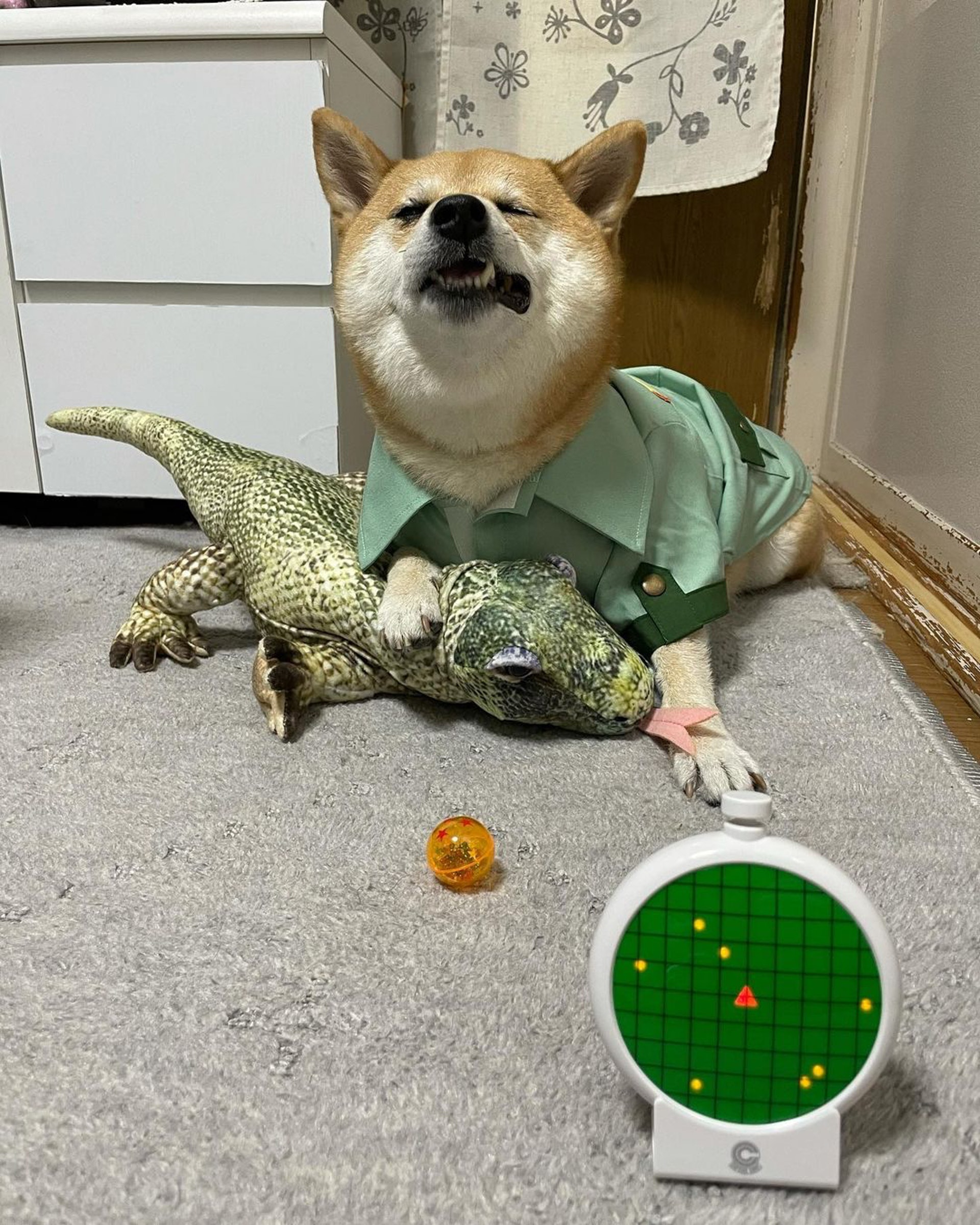 被砖头压住了!影帝柴犬超入戏25个连自己也骗倒的瞬间