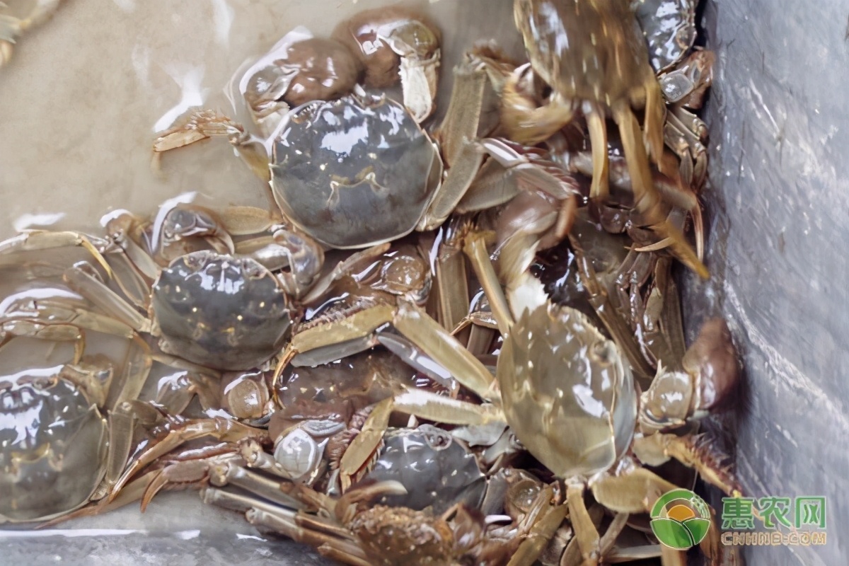 过年大闸蟹要多少钱一斤,大闸蟹一般多少钱一斤呢