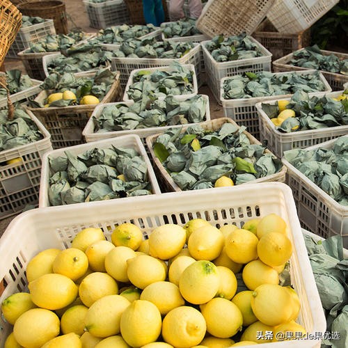 四川安岳黄柠檬现摘皮薄多汁,安岳黄柠檬大果1斤新鲜柠檬现摘