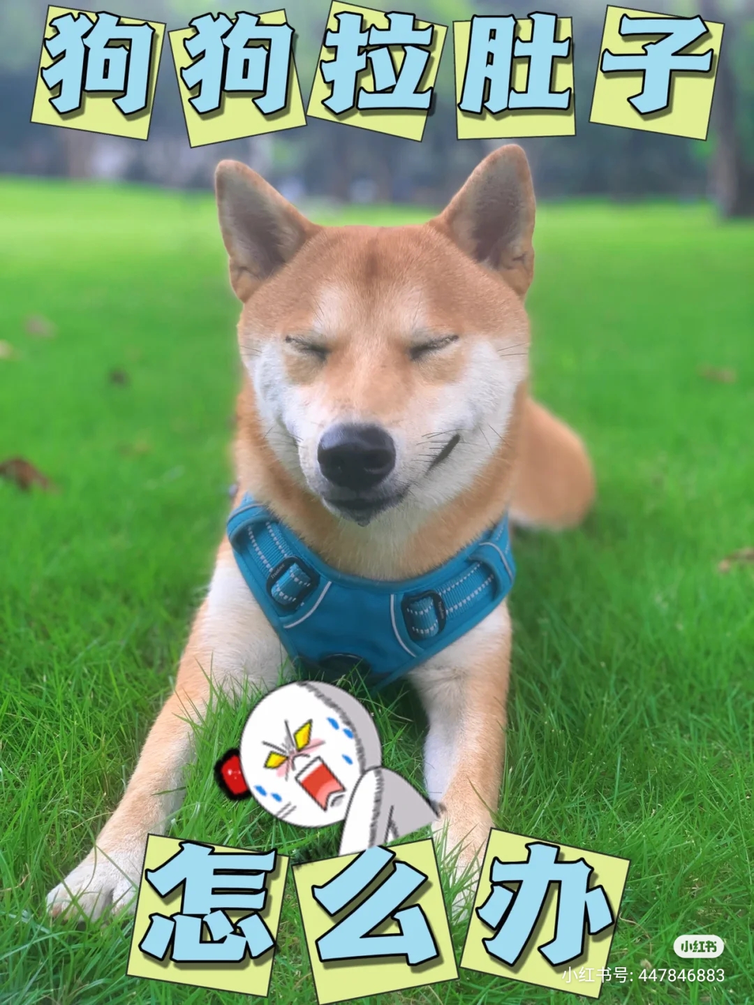 养狗怎么解决狗狗拉屎的问题,养狗注意事项狗狗呕吐是怎么回事