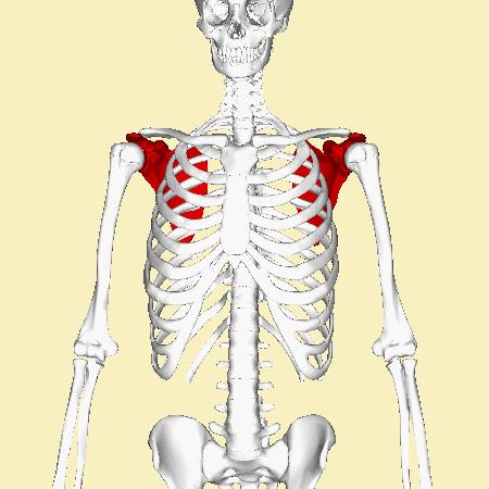 练胸伤肩怎么办,练胸怎么避免肩膀痛