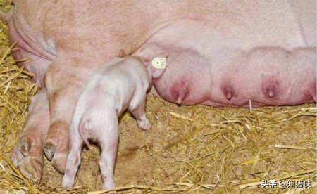 母猪乳房炎怎么治疗最快,母猪乳房炎最佳用药