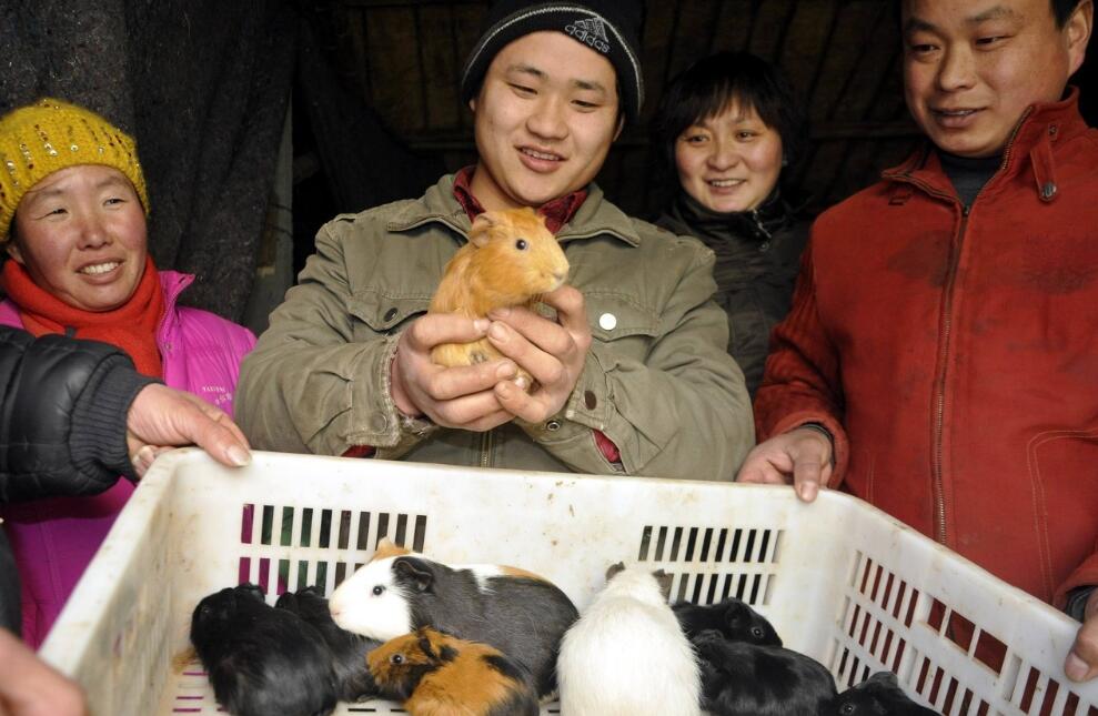 养殖荷兰猪一般多少钱一只,荷兰猪饲养需要多少钱