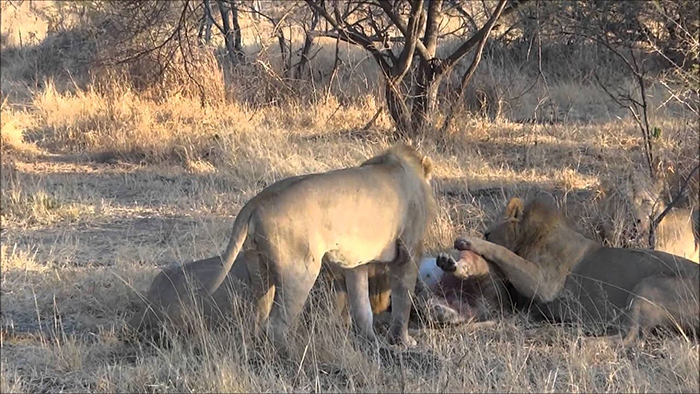 被误解的鬣狗,被误解最深的动物鬣狗