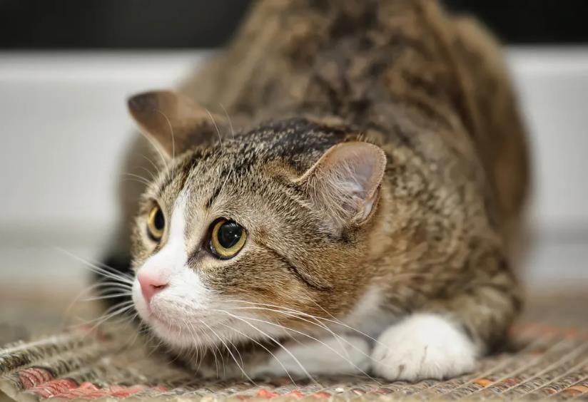 像你这么换粮，不拉稀才怪