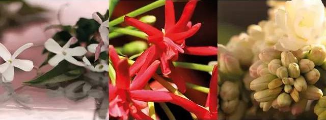 gucci5号香水,gucci5毫升香水