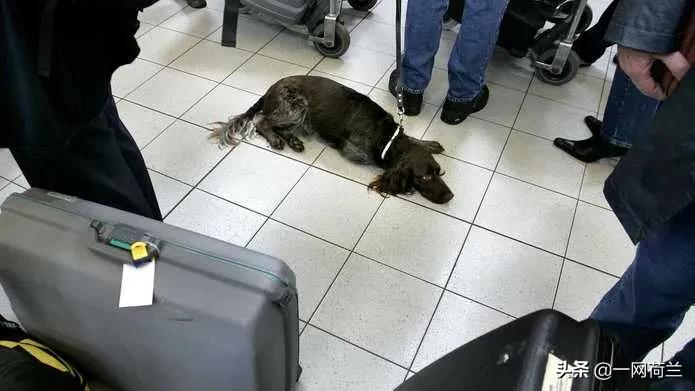 带宠物上客运额外收费,带宠物狗去游轮上