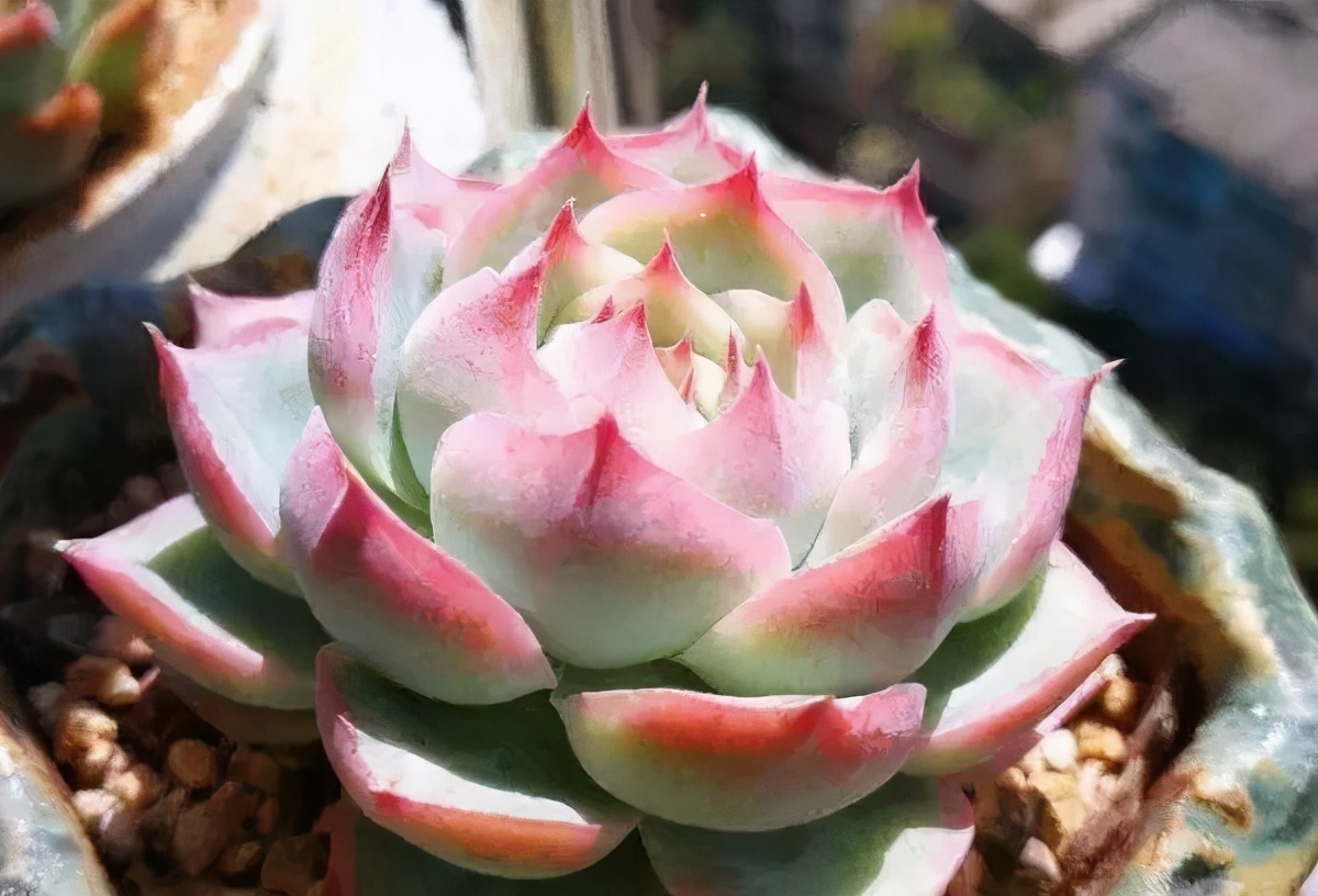 多肉怎么让它只长大不长高,多肉一直长不大怎么办