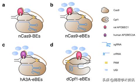 新进展，杨力/陈佳开发碱基编辑器作用的疾病突变数据库