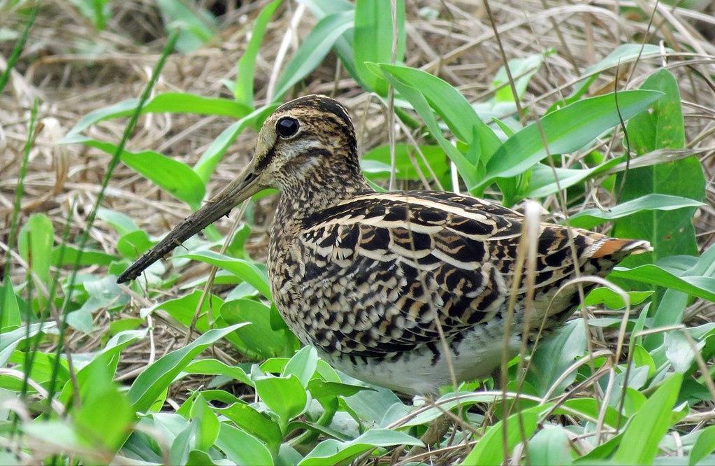 广东常见鸟类图谱图文,广东常见鸟类图谱