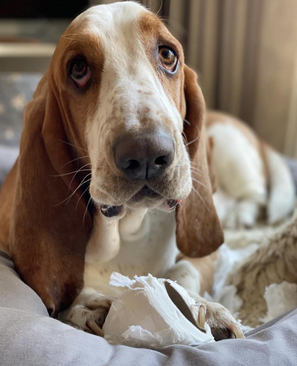 萌犬犬种,萌犬二十种名称