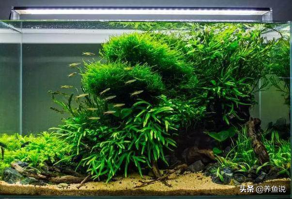 在家有空的鱼缸怎么处理,淡水鱼在鱼缸暂养办法
