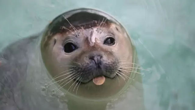 它土圆肥，却是出了名的网红