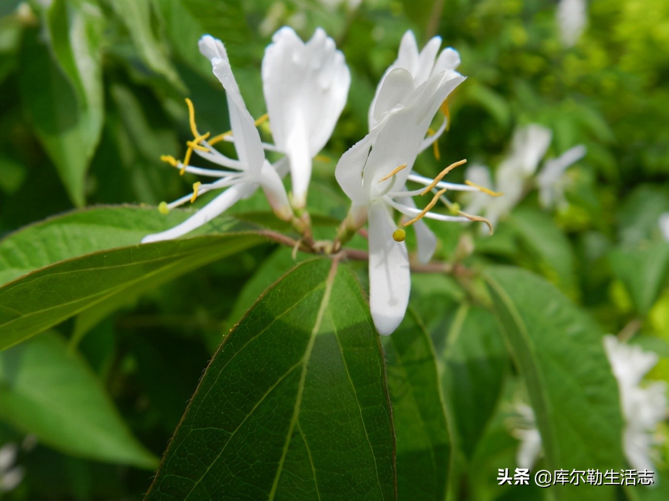 绿化带的小红果,绿化带里面的小红果