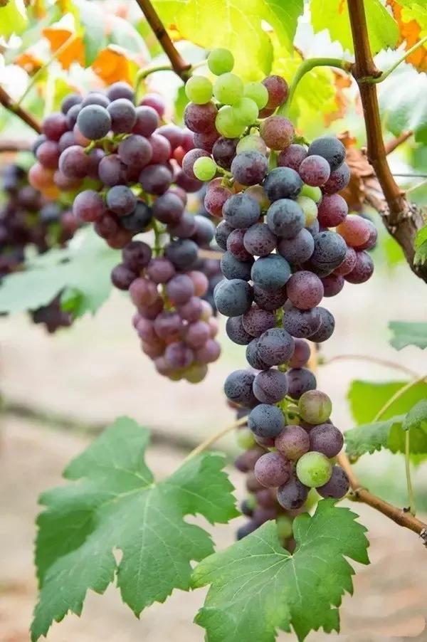 德阳周边旅游攻略,德阳五一周边游玩地方推荐