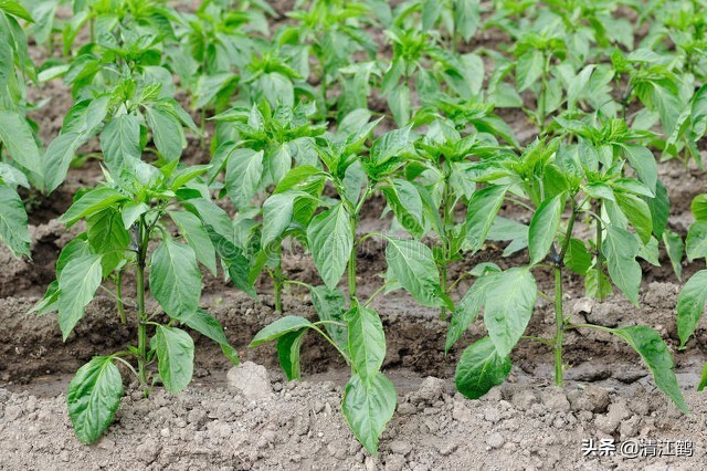 辣椒喝多了怎样才能不辣,苏打水对辣椒的用法