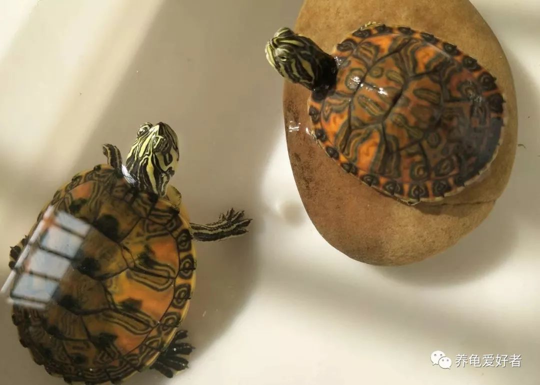 怎么养龟才能让乌龟快点长大,养龟需要做到哪几点防止乌龟生病