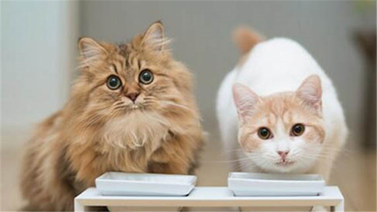 猫粮和狗粮有啥区别,猫粮跟狗粮的区别