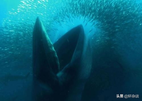 世界上最大最重动物,从古至今陆地上最大的动物