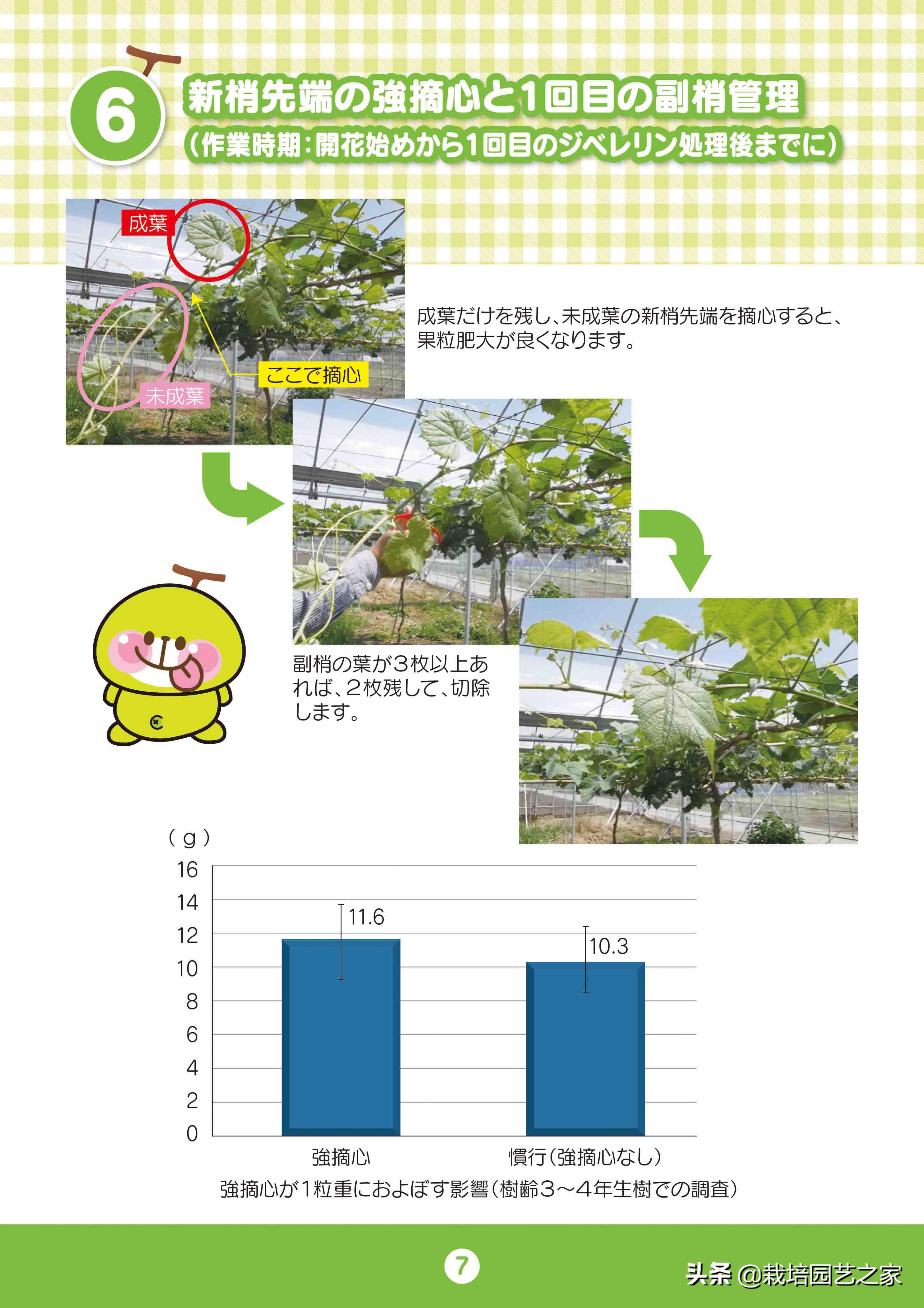 日本阳光玫瑰葡萄全教程,日本阳光玫瑰保果配方