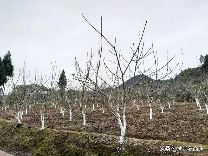 核桃树在冬季怎样管理,核桃树修剪最佳时间是冬季