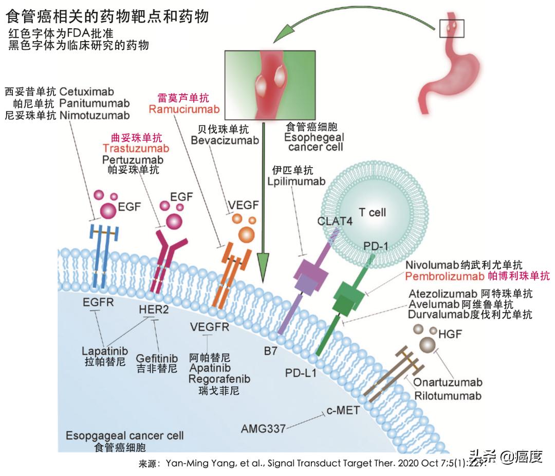 食管癌靶向治疗能治好吗,食管癌靶向治疗好还是免疫治疗好