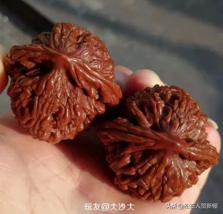 核桃树上的核桃可以盘吗,便宜的核桃能盘出效果吗