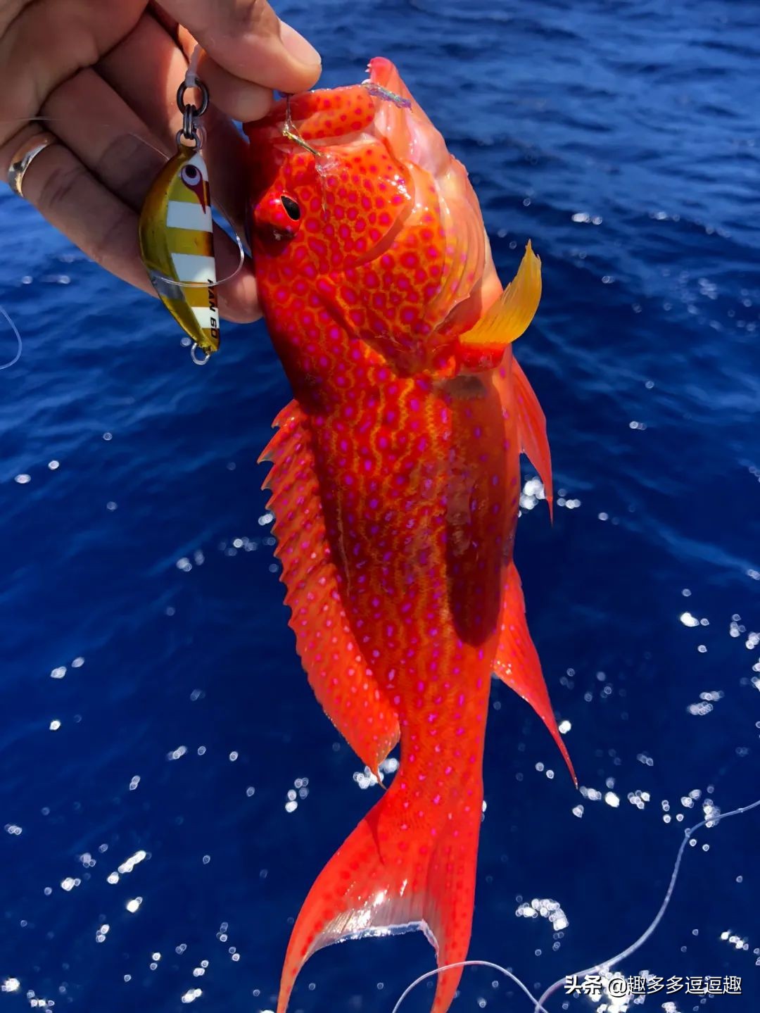 日本发现怪鱼,日本渔民岸边发现什么怪鱼了