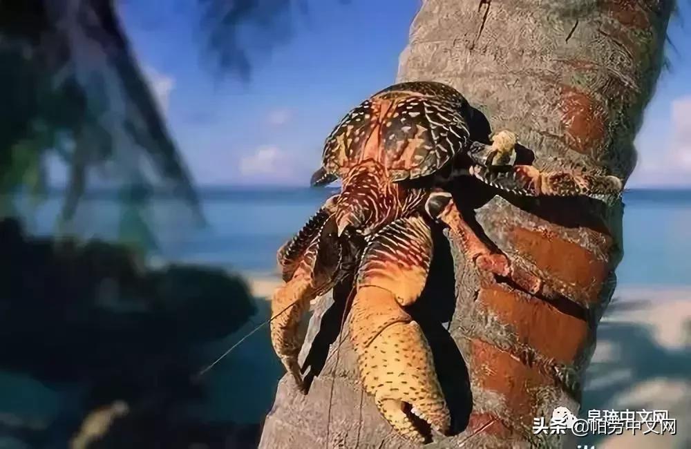 帕劳是哪个国家,帕劳群岛是哪个国家