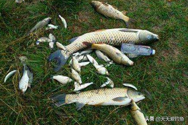 钓鱼钓走水怎样比较好钓,流水钓大鱼调漂技巧