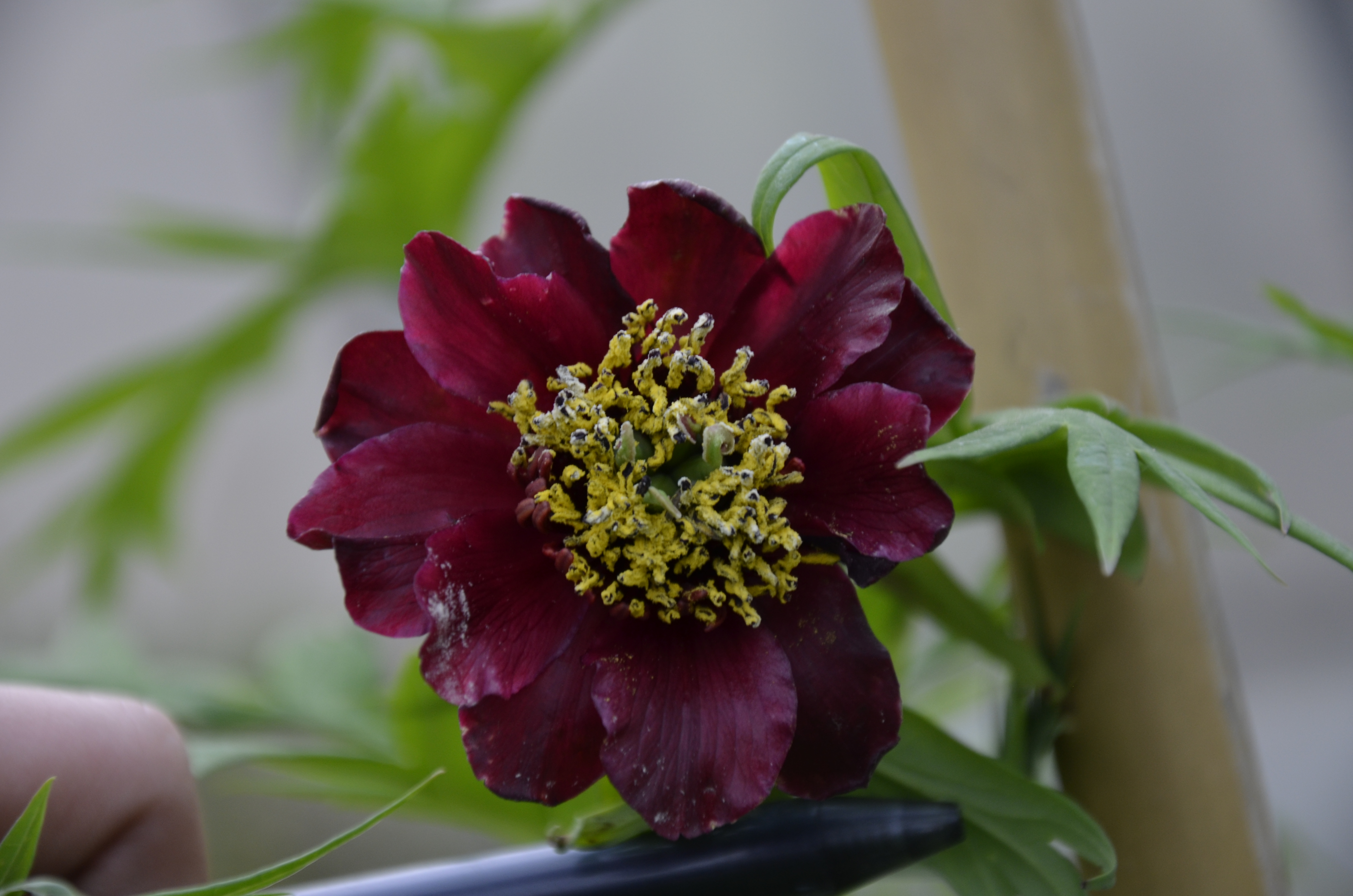 牡丹，熟悉而陌生——“花王”的前世今生，带你重新认识牡丹