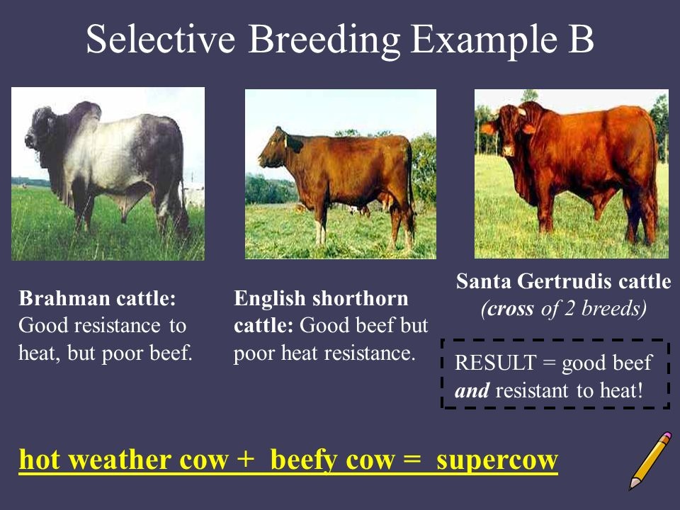 科学家怎样证明进化论,进化论有可以观测的进化证据吗