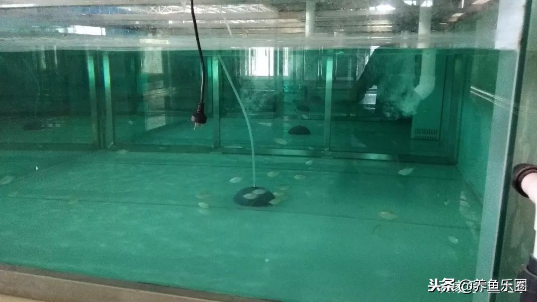 这位土豪家的渔场,光滤材就花了500多万,你确定不要见识一下?