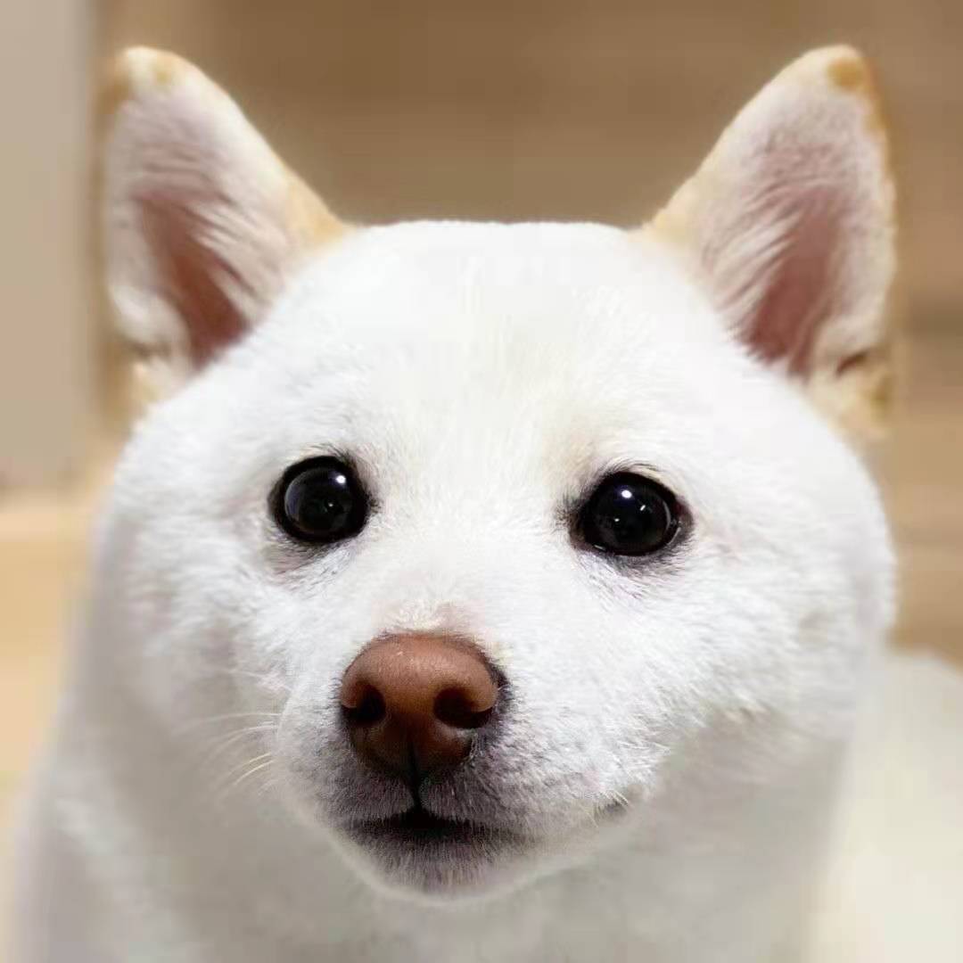 柴犬和正常颜色的柴犬哪个好,黑色柴犬和黄色柴犬哪种正宗