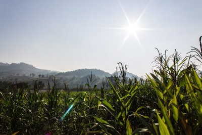 宜君玉米价格,宜君玉米秸秆