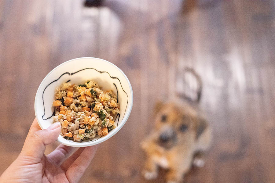 怎么挑选适合狗狗的狗粮,狗粮这么多品种怎么挑选