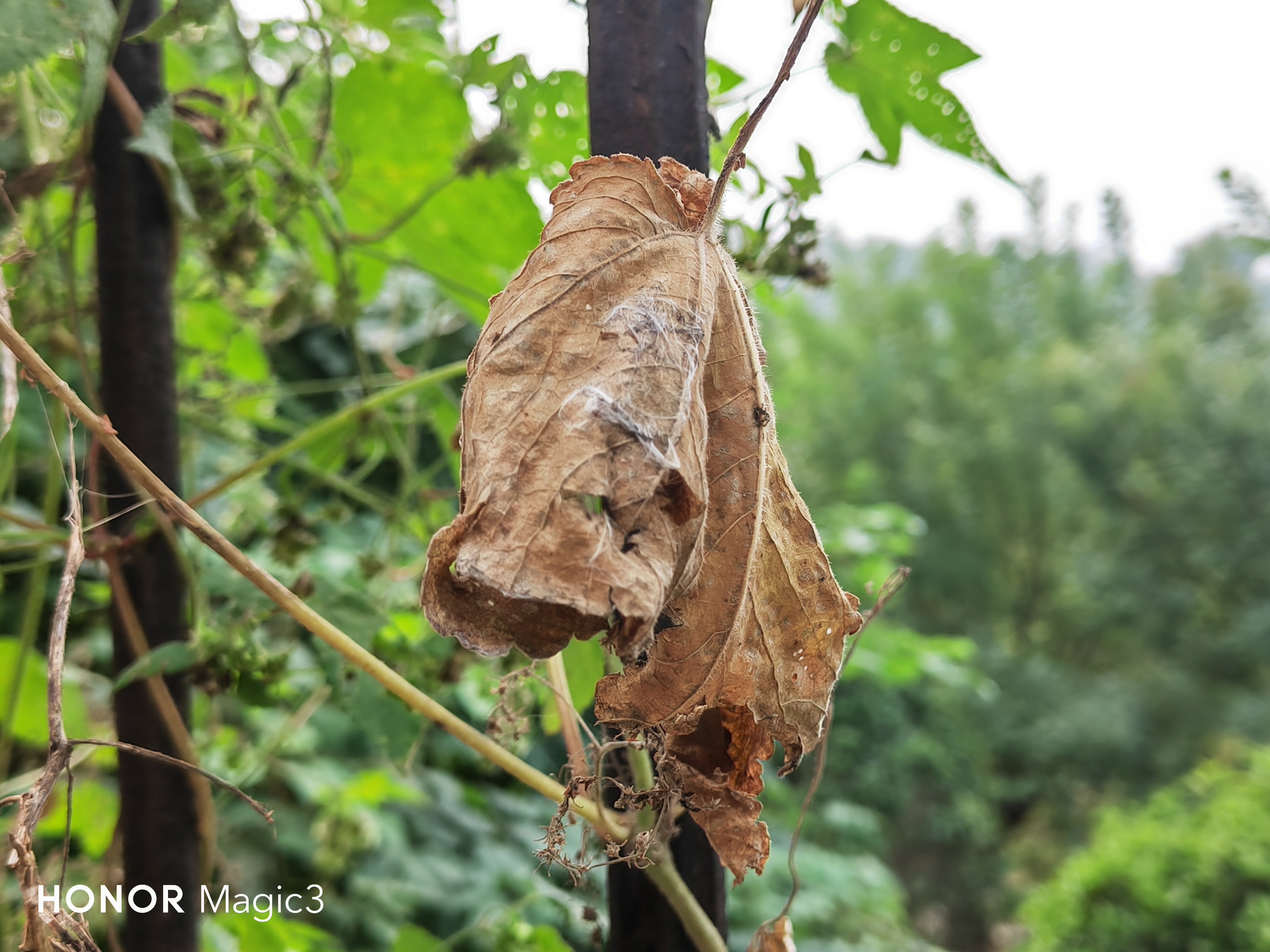 新款全能旗舰机荣耀magic4,全能旗舰荣耀magic3